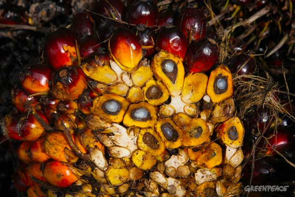 Palm fruit