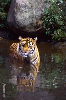 illustration of oil palm by...