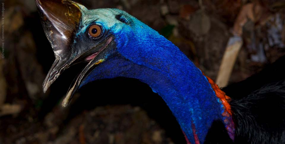 cassowary ©Nick Hobgood