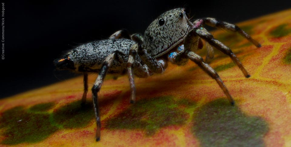 PNG Spider - ©Nick Hobgood