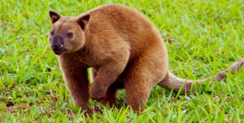 Tree Kangaroo ©Nick Hobgood