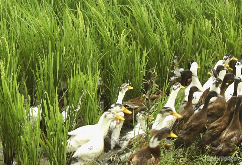 01-翁法林管理江苏省宜兴市张渚镇凤凰村里200亩的有机水稻基地已经有6年之久。