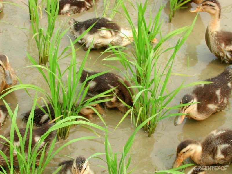 03-稻田里的鸭子让两百亩有机稻田免于遭受稻飞虱虫害重创，产量没有明显影响。
