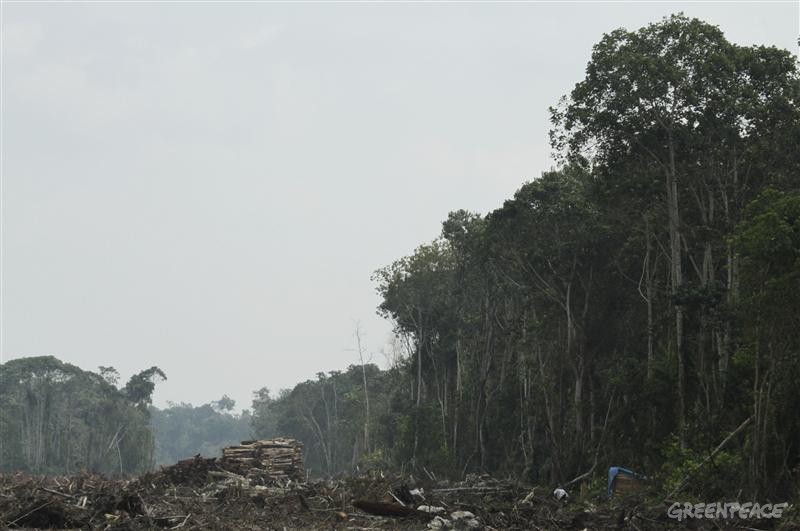 10-苏门答腊岛上天然林被清除