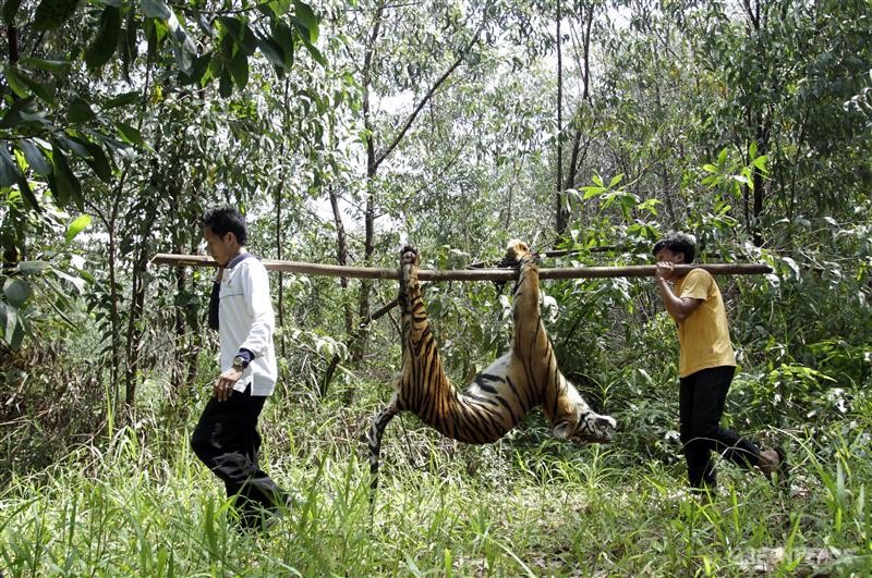08-在痛苦中死去的苏门答腊虎