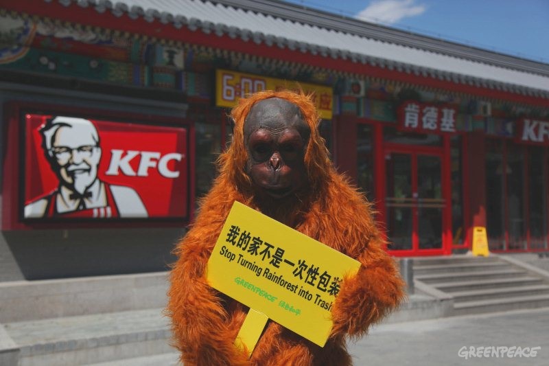 无家可归的红猩猩来到KFC位于北京的北宫门门店外