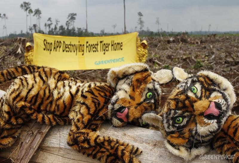 绿色和平志愿者装扮成老虎，在印尼刚被毁掉的一片泥炭地荒地上