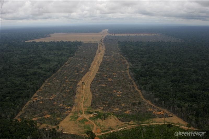 11-从Manaus到Santarem俯瞰一片十字形的被毁林区域。