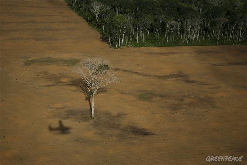 04-被毁的亚马逊森林地上孤伶伶的巴西榛树。