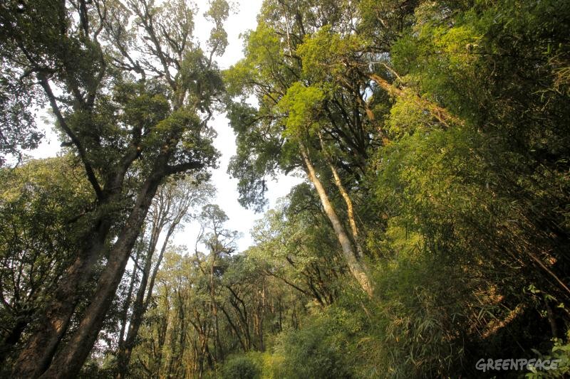 12-云南普洱哀牢山保存完好的天然林美景