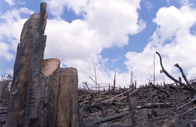 2009 forestclearance ,绿色和平,环保成就,环境保护,环保NGO,环保知识,环保行动,公益环保,环保地球,环境污染