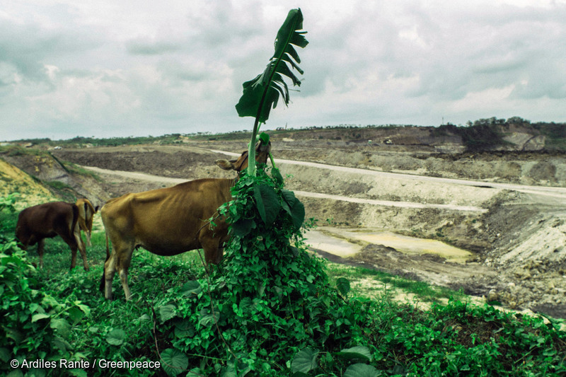 印度尼西亚东加里曼丹省（Kalimantan）© Ardiles Rante / Greenpeace