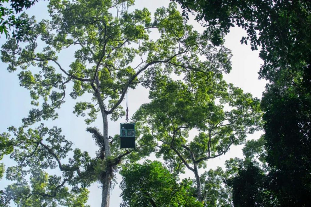 自然合伙人 他们 在中国最高树顶守护植物王国 绿色和平