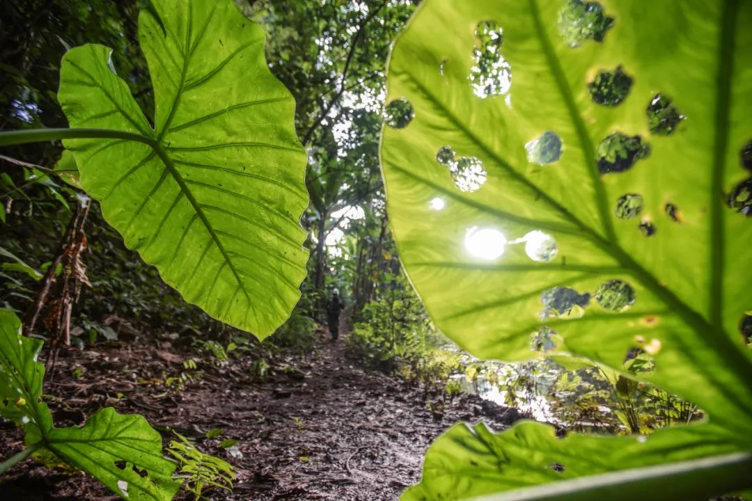 自然合伙人 他们 在中国最高树顶守护植物王国 绿色和平 行动带来改变 自然合伙人 他们 在中国最高树顶守护植物王国 绿色和平 行动带来改变