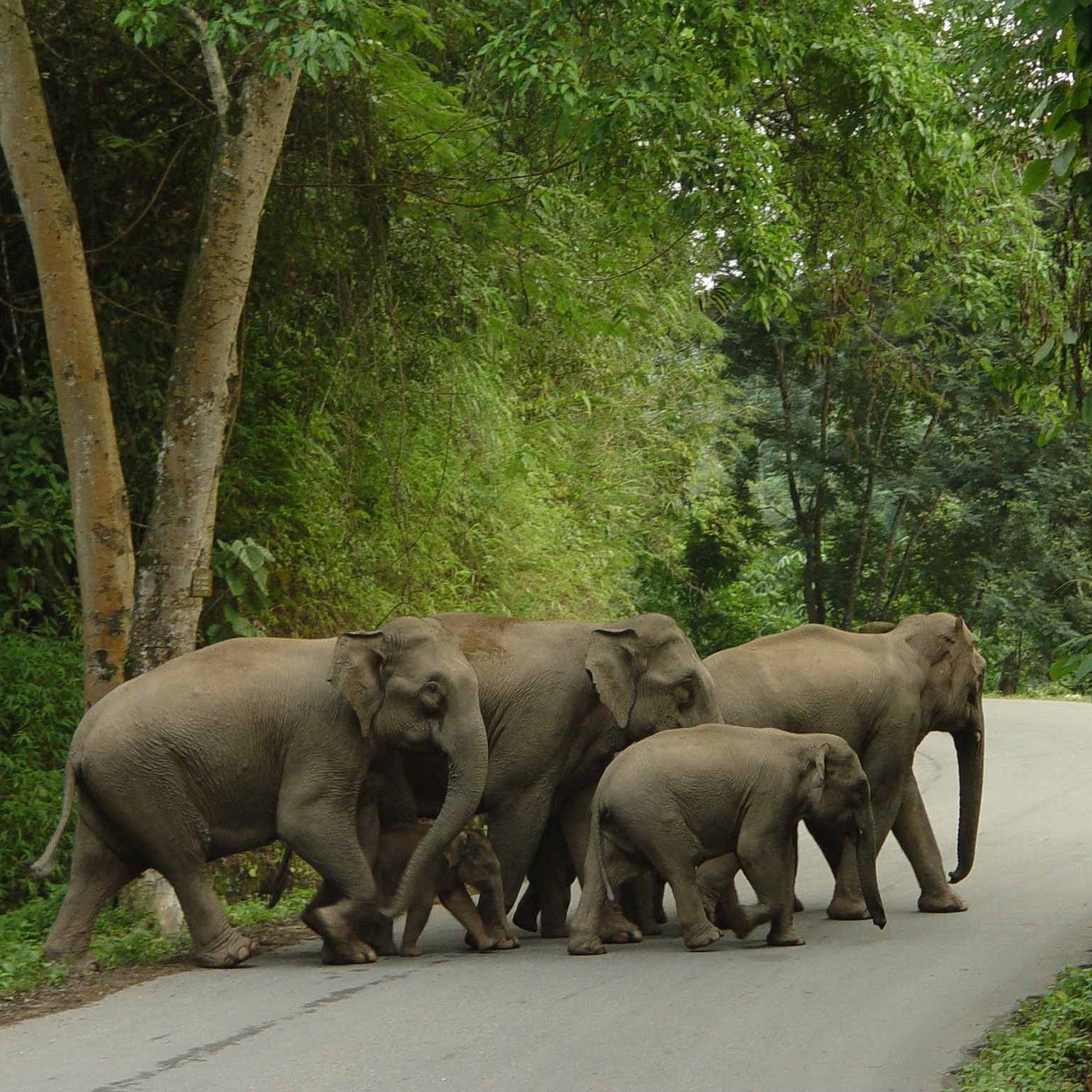 自然合伙人 | 共栖雨林二十载，大象与我