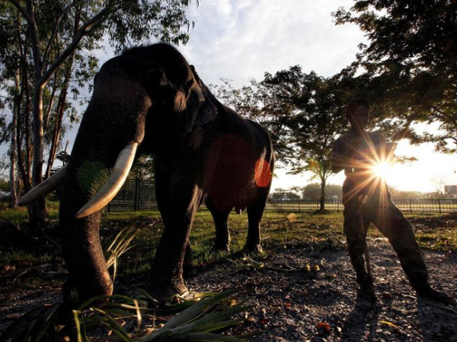 世界大象日 | 与庞然大物的漫长和解之路