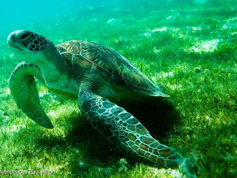 守护海洋 | 6种中国濒危的海洋生物，需要更好的保护