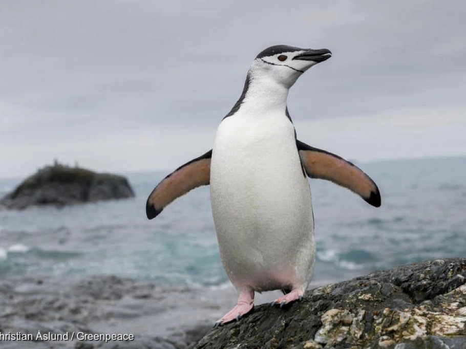 南极半岛过去50年平均升温近3℃，生活在那里的企鹅还好吗？