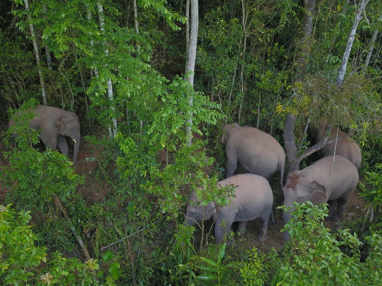 世界大象日 | 濒危的巨兽，面临的威胁不只是盗猎