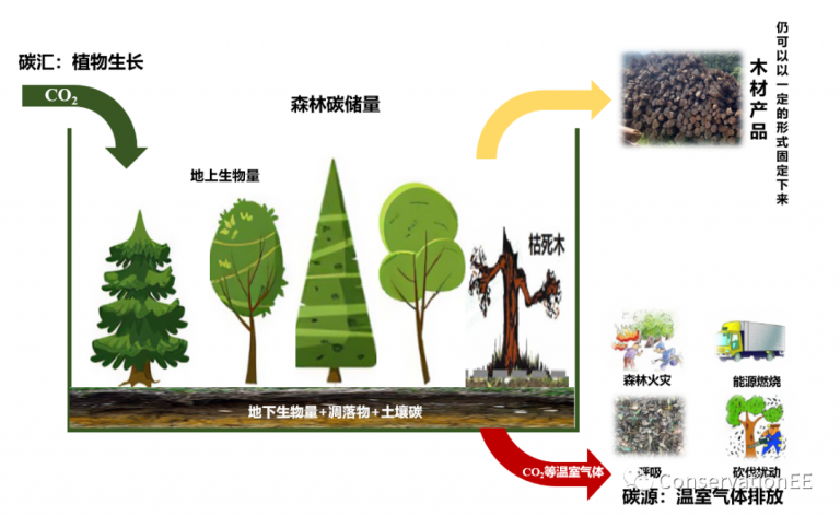 林业碳汇风险难避,使用碳抵消应谨慎 - 绿色和平