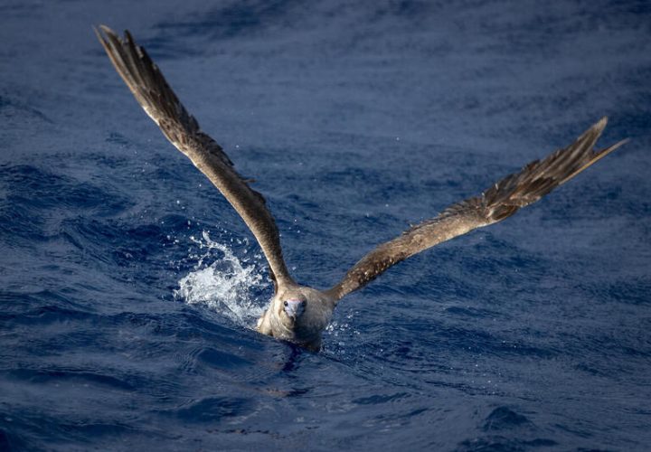 信天翁奶奶讲了一个“鬼”故事