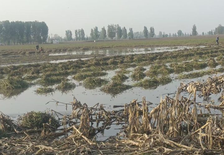 看理想圆桌 X 绿色和平｜当气候开启“乱来”模式，怎样保护我们的身心健康