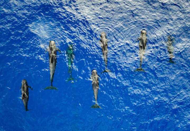 海洋保护的里程碑：中国批准BBNJ协定