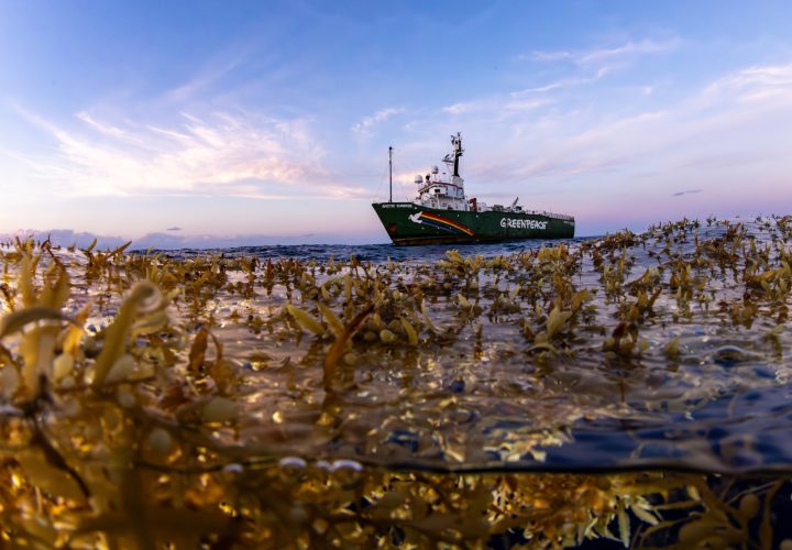 绿色和平欢迎中国批准BBNJ协定，开启海洋保护新篇章