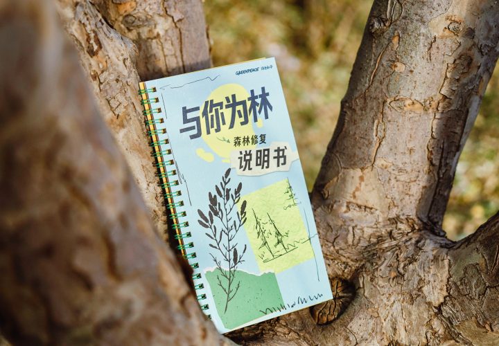 国际森林日：当种树不再是唯一答案
